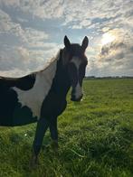 2 Jarige barock pinto ruin, Dieren en Toebehoren, Paarden, Gechipt, Ruin, Niet van toepassing, Dressuurpaard