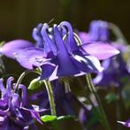 Vaste planten in de tinten blauw en paars, Ophalen of Verzenden, Vaste plant, Overige soorten, Halfschaduw