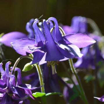 Vaste planten in de tinten blauw en paars beschikbaar voor biedingen