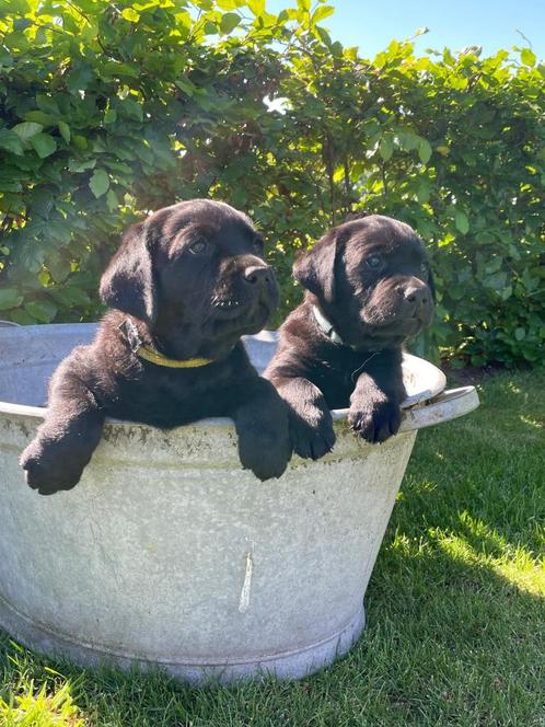 Mooie zwarte Labrador pups, Dieren en Toebehoren, Honden | Retrievers, Spaniëls en Waterhonden, Reu, Labrador retriever, Particulier