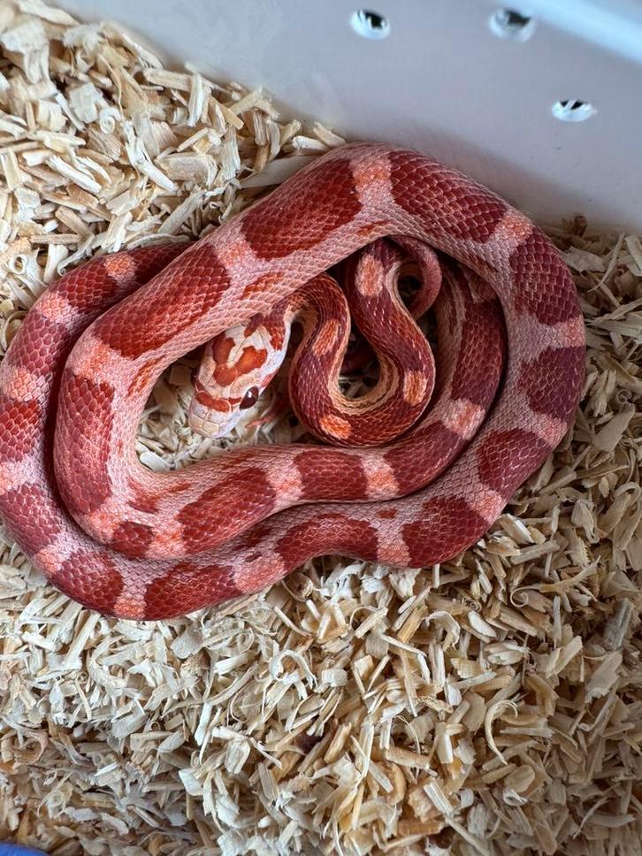 Pantherophis guttatus nakweek 2025