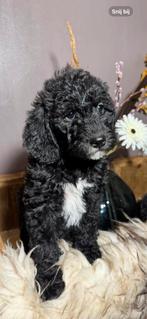 Labradoodle-pups met Australian bloed, Rabiës (hondsdolheid), Overige rassen, 8 tot 15 weken, Teef