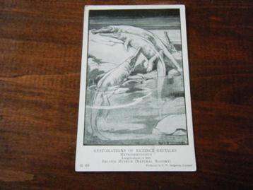 X24 - Reptiel - Museum - Mooi/Oud beschikbaar voor biedingen