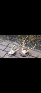 Prachtige antieke Witstaarthert geweien klassiek rond schild, Ophalen of Verzenden, Zo goed als nieuw, Hert, Gewei of Kop