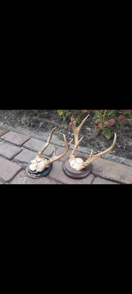 Prachtige antieke Witstaarthert geweien klassiek rond schild, Verzamelen, Dierenverzamelingen, Zo goed als nieuw, Gewei of Kop