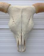 Grote schedel HIGHLANDER RUND (longhorn, gewei), Ophalen, Gebruikt, Boerderijdier, Schedel