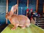 Vlaamse reus haas kleur ram, Dieren en Toebehoren, Konijnen, Mannelijk, Groot, 0 tot 2 jaar