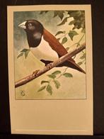 Driekleurnon ansichtkaart P Sluis getekend Rein Stuurman, Verzamelen, Verzenden, Ongelopen, Vogel