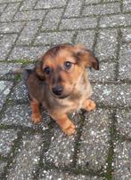 Jack Russel kruising reutje, Dieren en Toebehoren, Jack Russell Terriër, Reu, 8 tot 15 weken, CDV (hondenziekte)