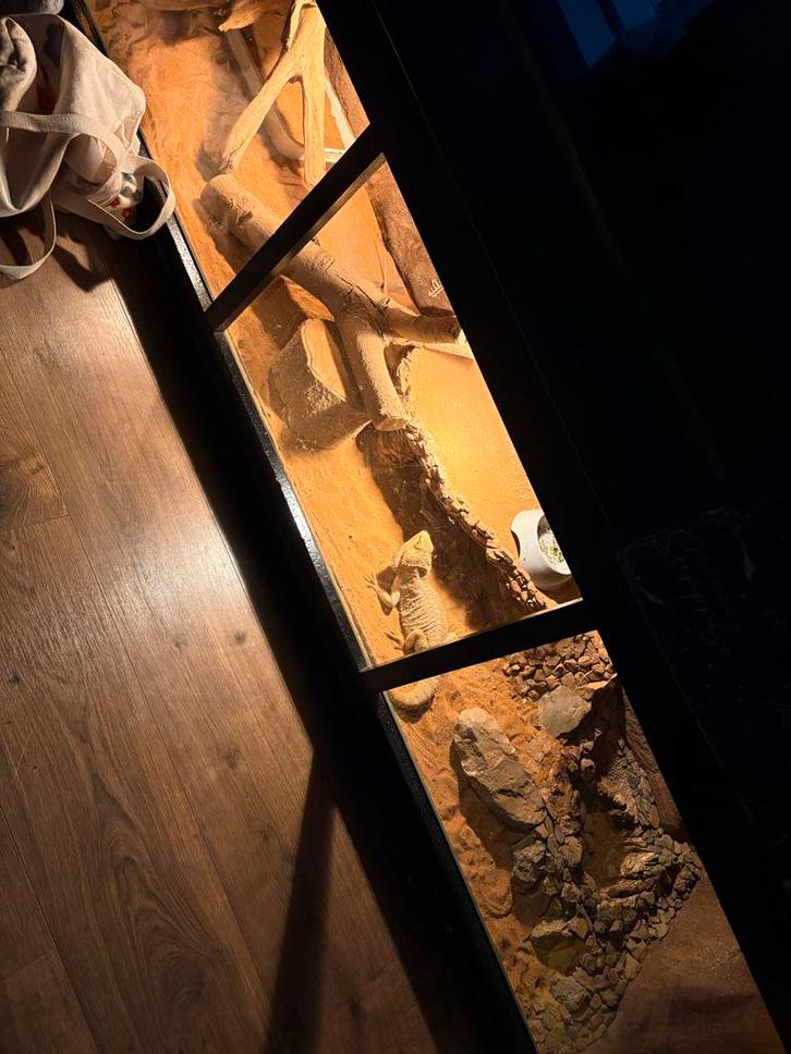 Baardagaam koppel zoekt nieuw thuis