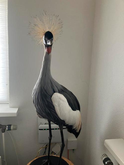 Opgezette Koningskraanvogel, Verzamelen, Dierenverzamelingen, Zo goed als nieuw, Opgezet dier, Vogel, Ophalen
