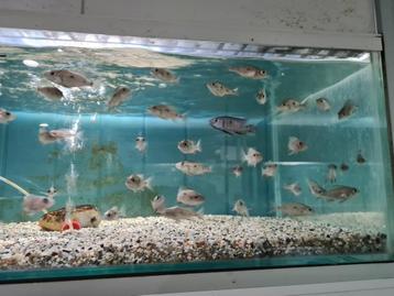 Copadichromis Azureus Malawi Cichliden beschikbaar voor biedingen