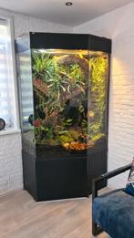 Paludarium AMREP, Dieren en Toebehoren, Reptielen en Amfibieën | Toebehoren, Ophalen