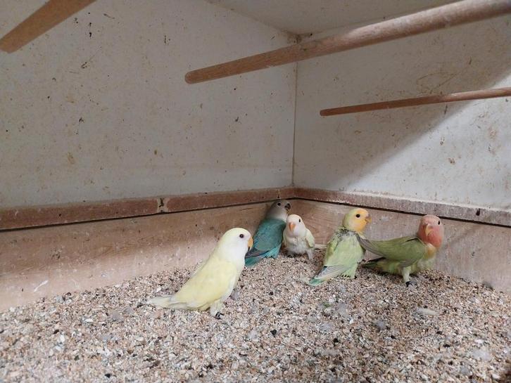 Agapornis roseicollis om tam te maken incl DNA, Dieren en Toebehoren, Vogels | Parkieten en Papegaaien, Dwergpapegaai of Agapornis