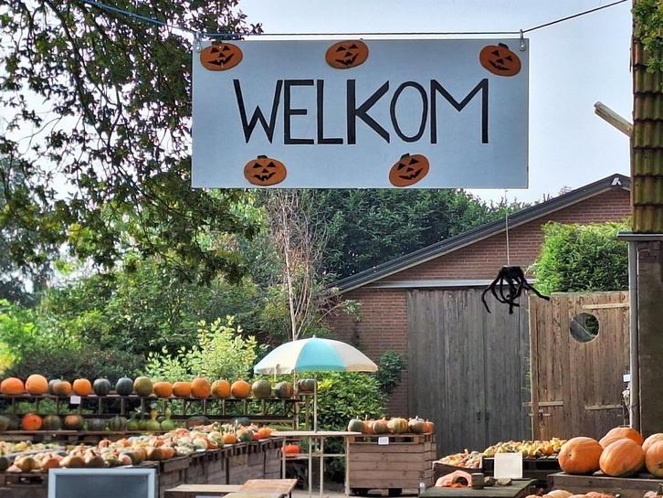 Halloween pompoenen, eetbare pompoenen, Tuin en Terras, Overige Tuin en Terras, Nieuw, Ophalen