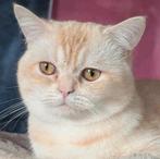 Britse Korthaar  11 manden oud  kat, Kater, Ontwormd, 0 tot 2 jaar