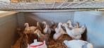 Cream legbar 5x hen 1x haan, Dieren en Toebehoren, Meerdere dieren, Kip