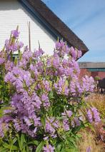 Scharnierbloem roze, zeer grote pol, Physostegia, Overige soorten, 100 tot 250 cm, Zomer, Ophalen