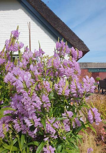 Scharnierbloem roze, zeer grote pol, Physostegia  beschikbaar voor biedingen