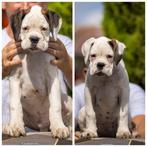 Duitse boxer pups, witte jongen en meisje, Dieren en Toebehoren, Nederland, Rabiës (hondsdolheid), Overige rassen, 8 tot 15 weken