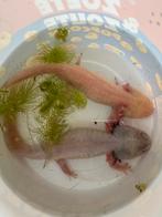 2 Axolotl vrouwen, Dieren en Toebehoren, Reptielen en Amfibieën, Amfibie, 0 tot 2 jaar