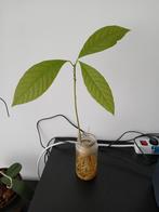 Avocadoplantje in pot, Huis en Inrichting, Kamerplanten, Ophalen, Fruitplant, Halfschaduw, In pot