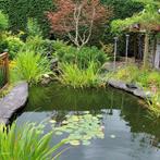 Gezocht! Gratis Koi Karpers voor ruime vijver, Tuin en Terras, Ophalen, Gebruikt