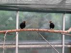 Bewezen kweekkoppel middel beo, Dieren en Toebehoren, Meerdere dieren, Tropenvogel, Geringd