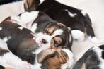 Prachtige Beagle pups, Dieren en Toebehoren, Honden | Beagles, Bassets en Lopende honden, Beagle, CDV (hondenziekte), 8 tot 15 weken