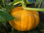 Pompoen -  Reuzenpompoen Cucurbita Maxima zaden, Tuin en Terras, Ophalen of Verzenden, Gehele jaar, Volle zon, Zaad