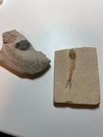 Kleine fossielen in steen, Ophalen of Verzenden, Fossiel