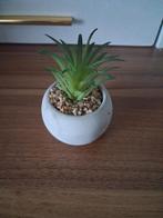 Nep plant, Huis en Inrichting, Kamerplanten, Ophalen of Verzenden, Halfschaduw, Minder dan 100 cm