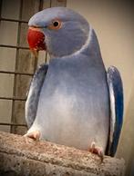 Violet bleekstaarten halsband parkiet halsbandparkieten, Dieren en Toebehoren, Meerdere dieren, Parkiet, Geringd