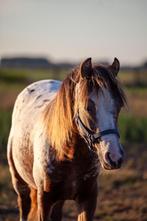 quarter hengstje en welsh merrie, Minder dan 160 cm, Gechipt, 0 tot 2 jaar, Westernpaard