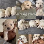 Schattige Boomer x Bichon bolognese pups, Particulier, Meerdere, 8 tot 15 weken, Meerdere dieren