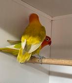 Te koop fisherie opaline delute, Dieren en Toebehoren, Meerdere dieren, Dwergpapegaai of Agapornis, Geringd