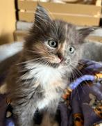 Maine Coon kittens mogen rustig hun butlers uitzoeken, Dieren en Toebehoren, Meerdere dieren, Ontwormd, 0 tot 2 jaar