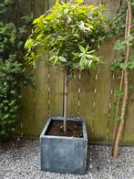 Laurier op stam Laurus nobilis, Ophalen of Verzenden, Halfschaduw, Overige soorten, 100 tot 250 cm