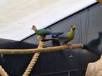 Witwangtoerako | Toerako's | Sierlijke vogels, veel keuze, Dieren en Toebehoren, Pluimvee, Meerdere dieren, Eend