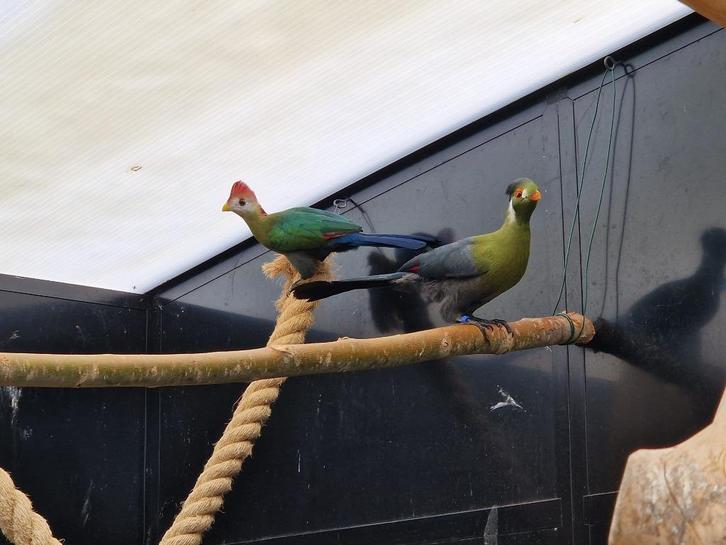 Witwangtoerako | Toerako's | Sierlijke vogels, veel keuze, Dieren en Toebehoren, Pluimvee, Eend, Meerdere dieren