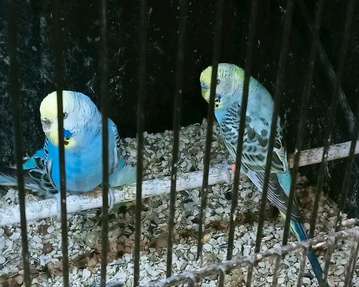 Prachtige piep jonge regenboog parkieten diverse kleuren, Dieren en Toebehoren, Vogels | Parkieten en Papegaaien, Dwergpapegaai of Agapornis