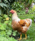 Wyandotte kriel haan, Dieren en Toebehoren, Pluimvee, Mannelijk, Kip