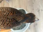 Brileider, Ophalen, Zo goed als nieuw, Vogel, Opgezet dier
