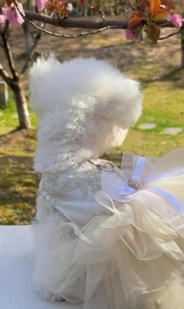 schattige honden jurk bruiloft fotoshoot  - dog dress l/xl beschikbaar voor biedingen