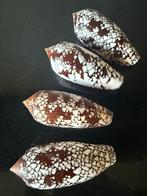 Schelpen Conus Aulicus 122/112 mm, Verzamelen, Mineralen en Fossielen, Ophalen, Schelp(en)