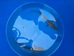 DIAMANT/SIBERISCHE STEUREN 25-30 CM, Dieren en Toebehoren, Vissen | Vijvervissen, Steur