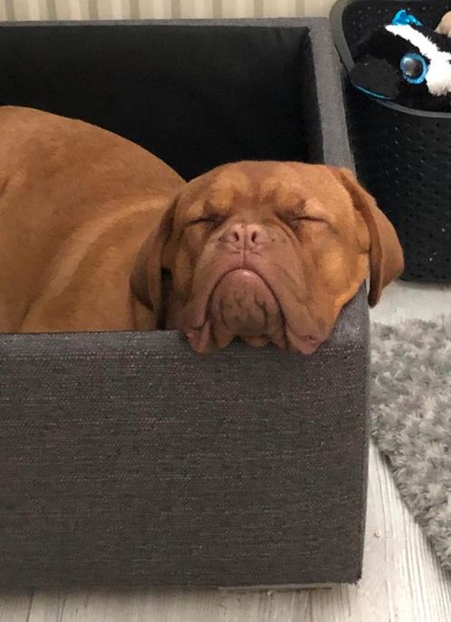 Bordeauxdog Bordeaux dog voor herplaatsing stamboom ingeënt, Dieren en Toebehoren, Honden | Bulldogs, Pinschers en Molossers, Reu