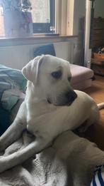 Labrador AMIGO dekreu wit, 6 jaar of ouder, Rabiës (hondsdolheid), Reu, Eén hond