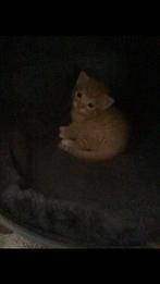 Kitten, rode kater, Kater, Ontwormd, 0 tot 2 jaar