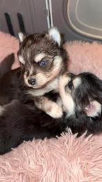 Mini Pomsky pups F3 te reserveren, Dieren en Toebehoren, Rabiës (hondsdolheid), 8 tot 15 weken, Meerdere, Meerdere dieren